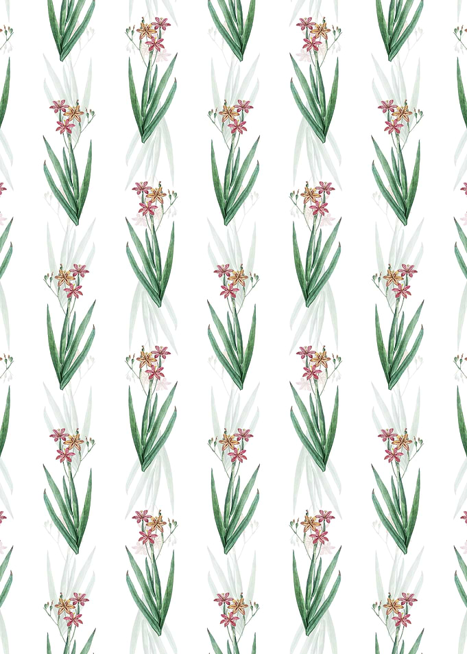 Blackberry Lily Pattern