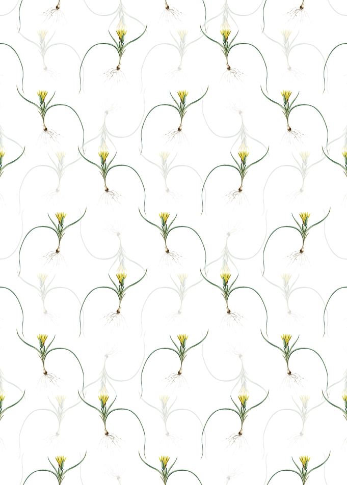 White Ixia Recurva Pattern