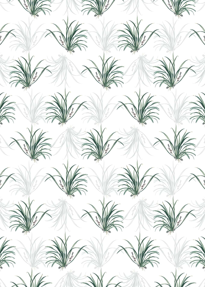 Sansevieria Carnea Pattern