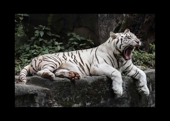 White Tiger