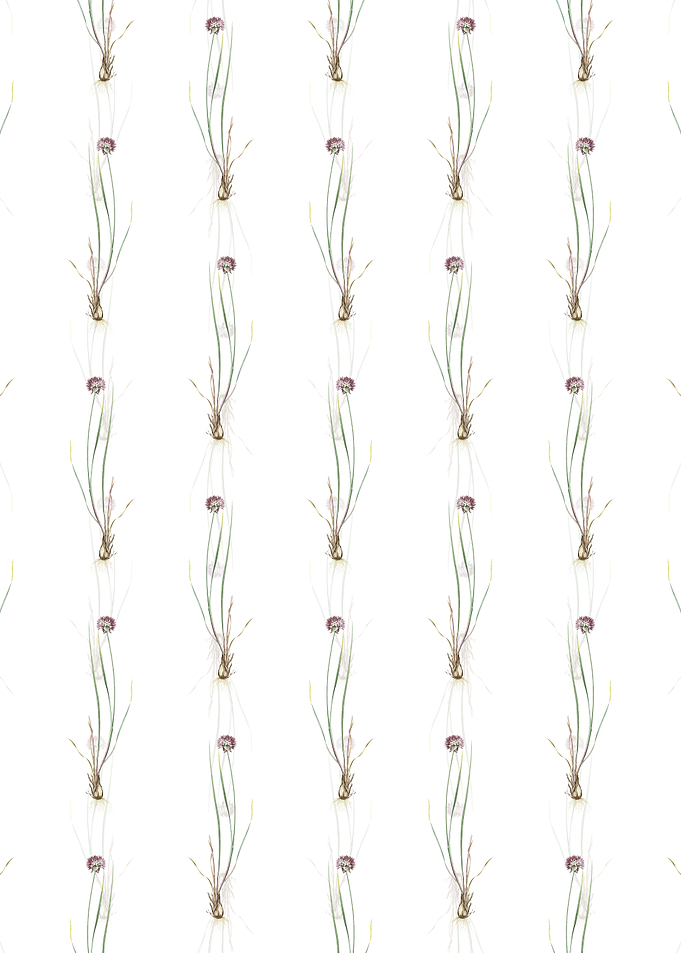Allium Foliosum Pattern