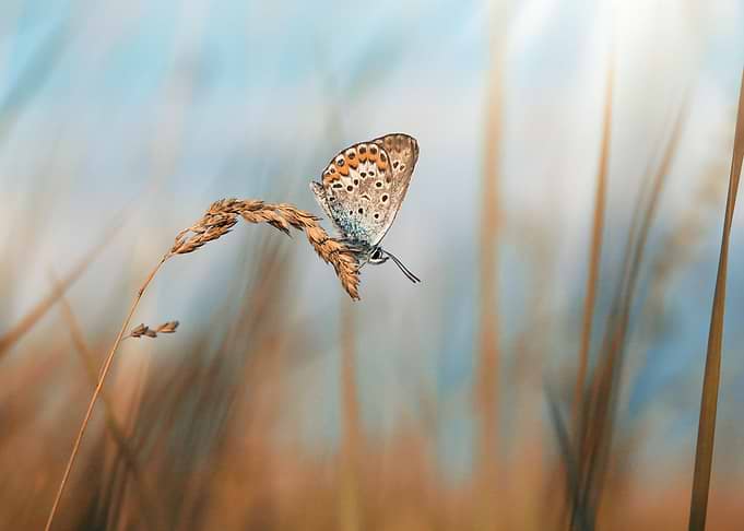 Butterfly on the meadow