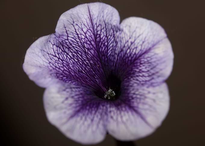 Petunia flowering close up