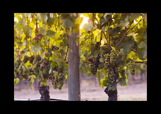 Wine Alcohol