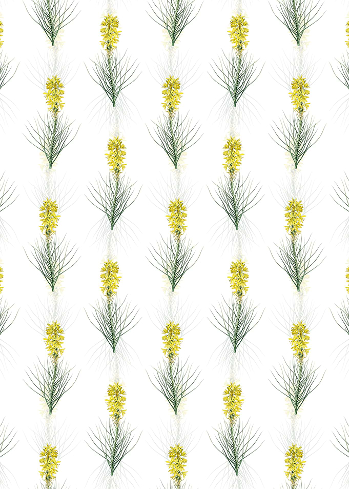 Yellow Asphodel Pattern