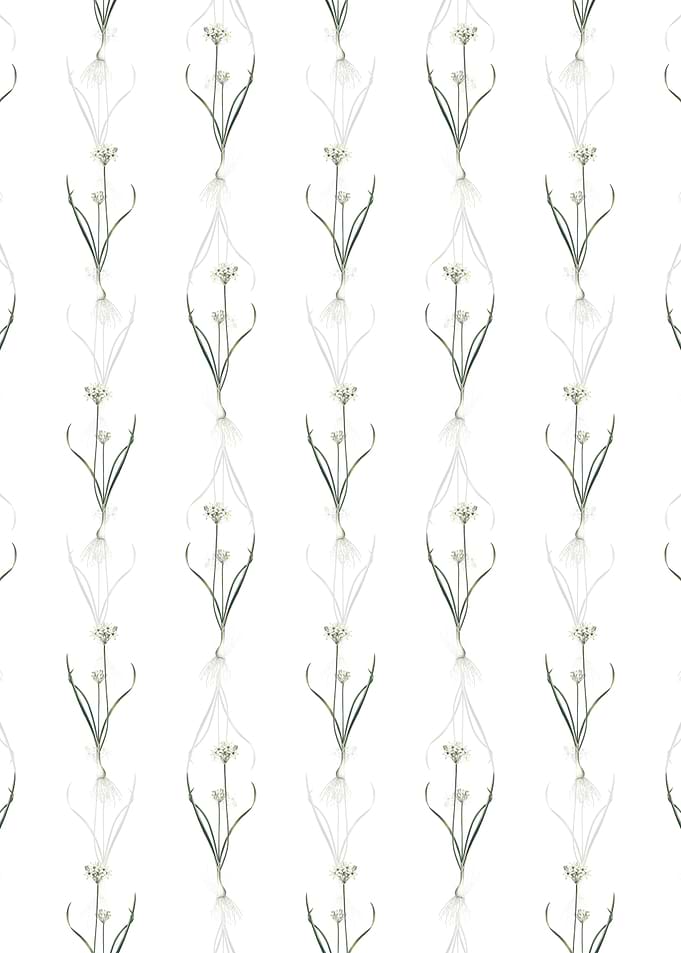 White Three Cornered Leek