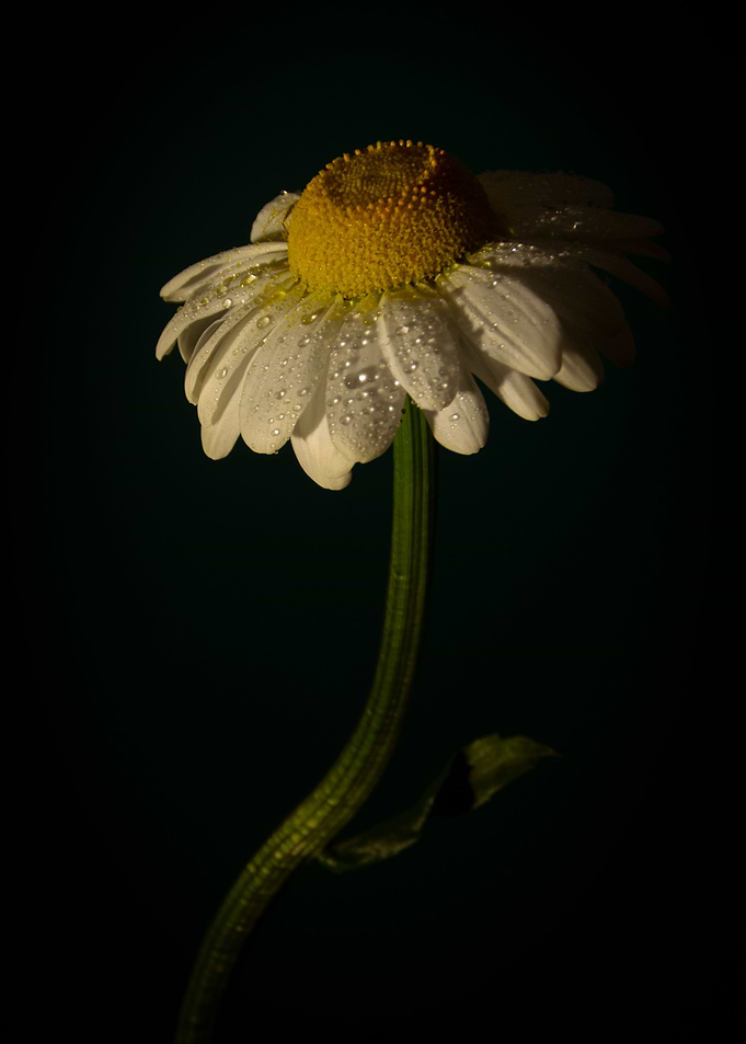 Daisy drops darkbackground