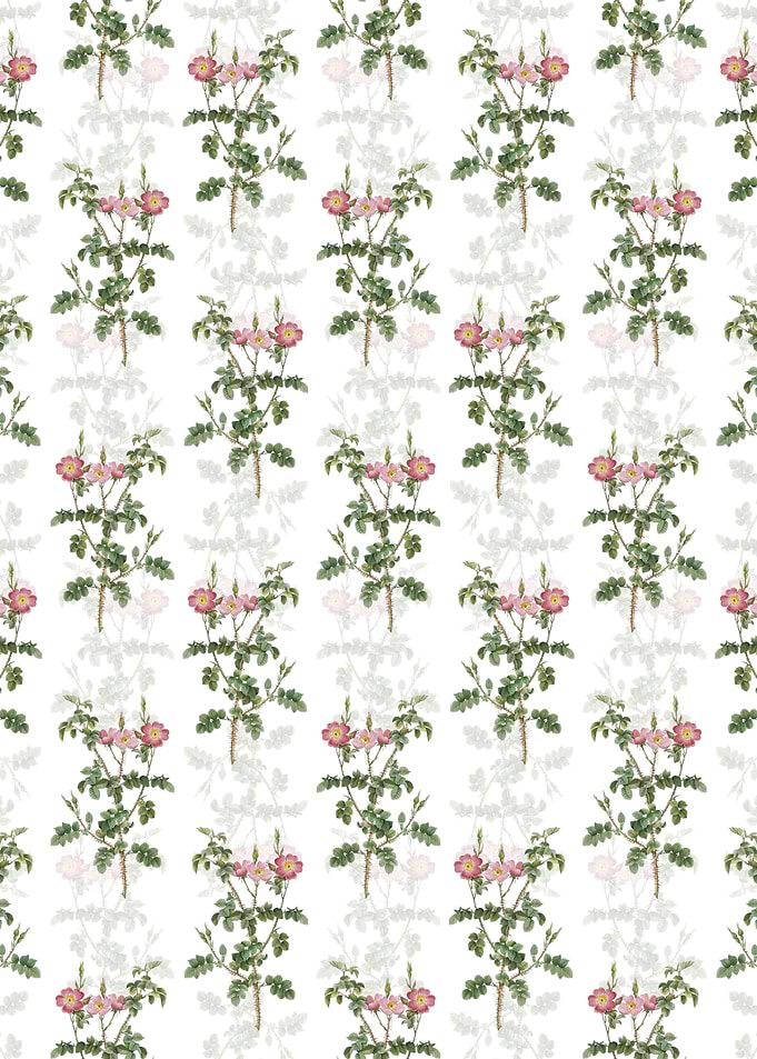 Prickly Sweetbriar Rose