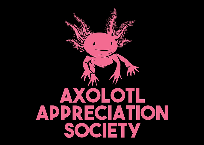 Axolotl Salamander