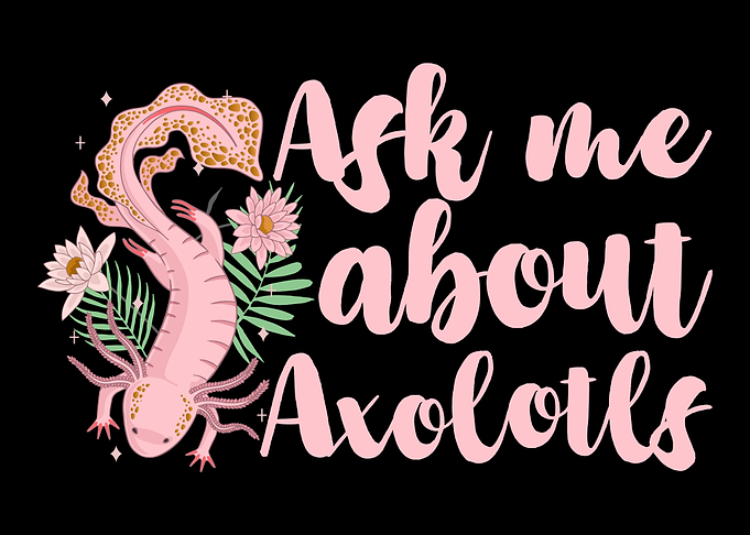 Axolotl Salamander