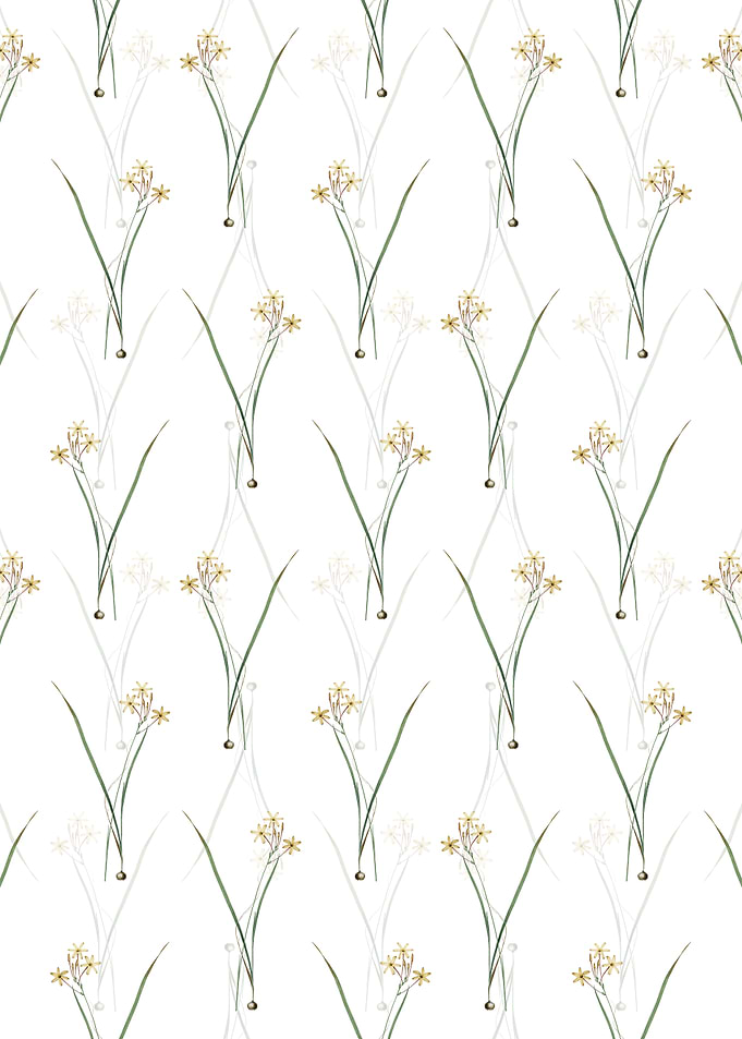 Ixia Longiflora Pattern