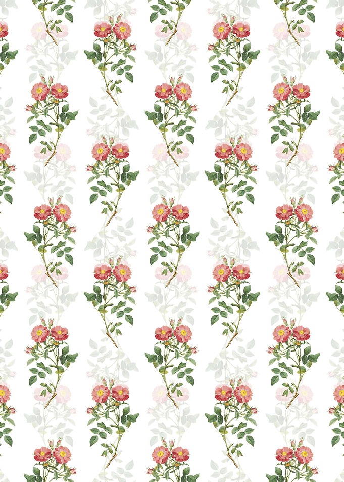 Elizabeths Sweetbriar Rose