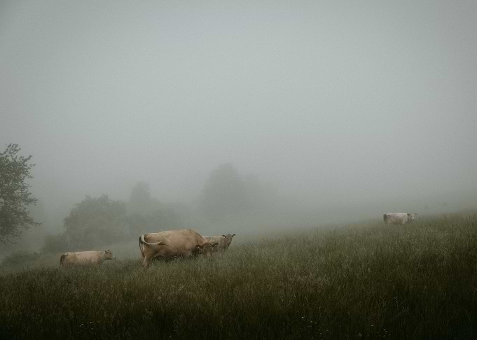 On the pasture