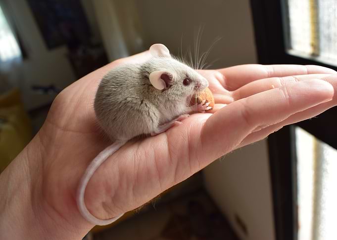 Mouse and Almond 1