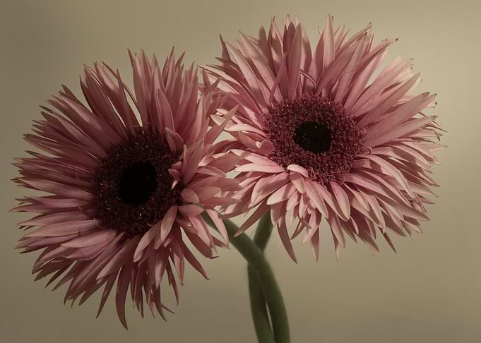 Pink gerbera flowers
