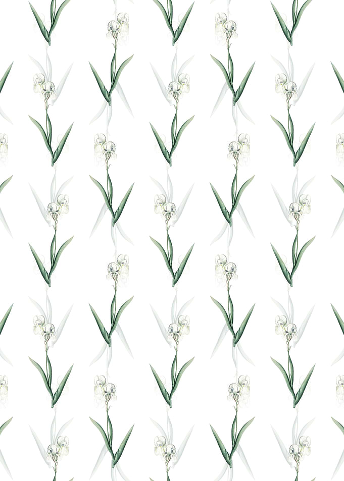 Tall Bearded Iris Pattern
