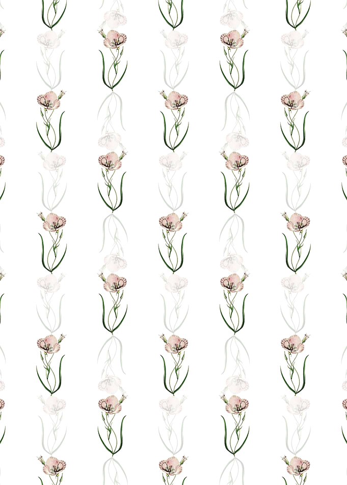Satiny Calochortus Branch