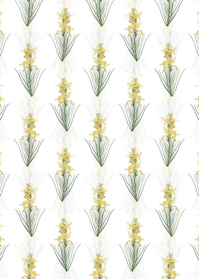 Yellow Asphodel Pattern