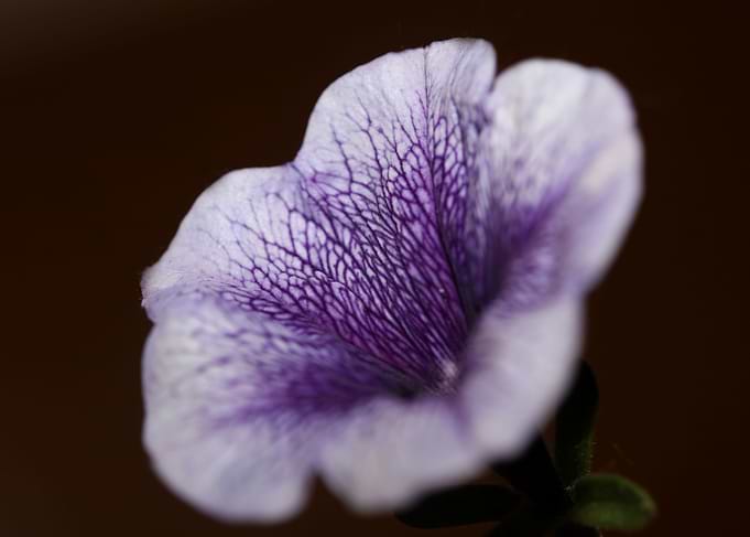 Petunia flowering close up