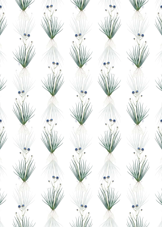 Blue Corn Lily Pattern