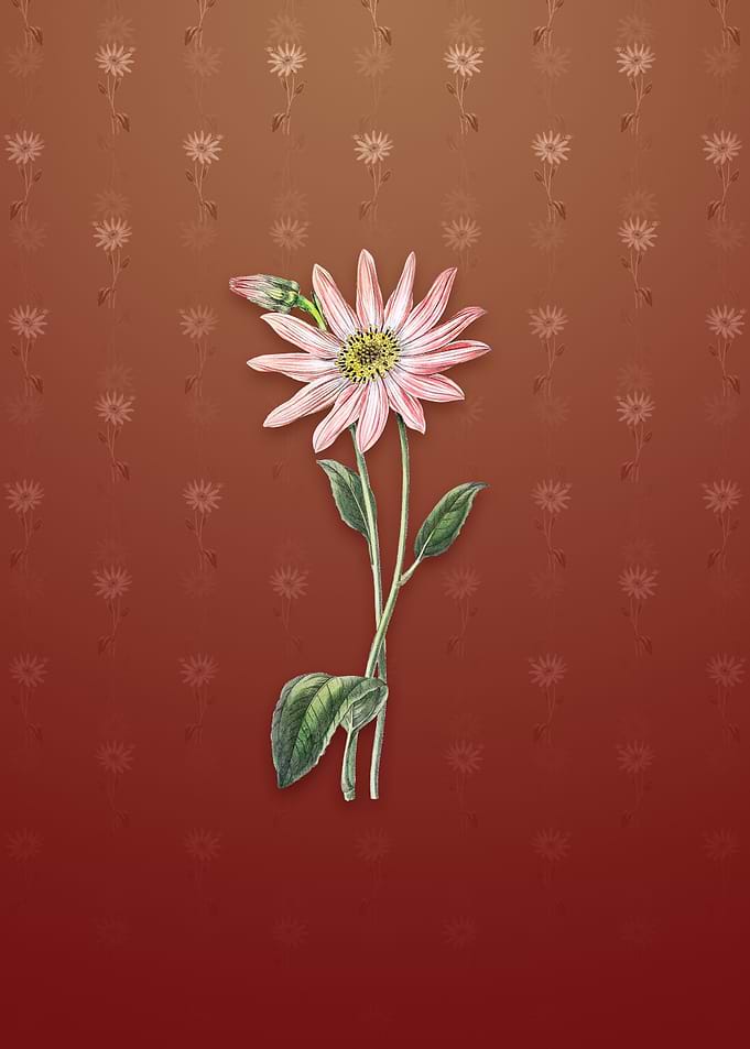 Mr Dicksons Echinacea