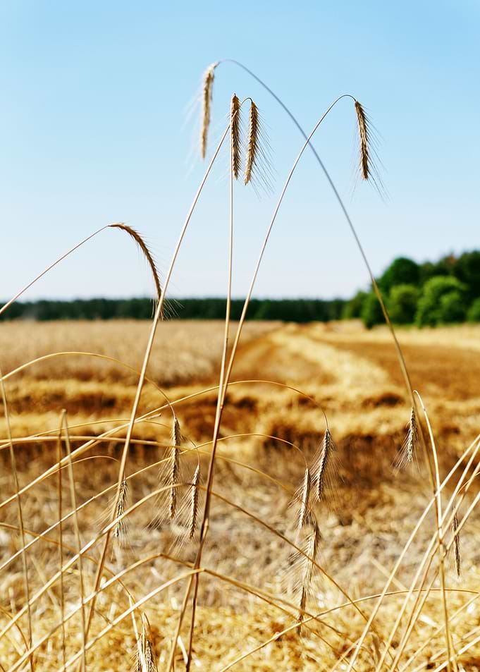 Harvest time