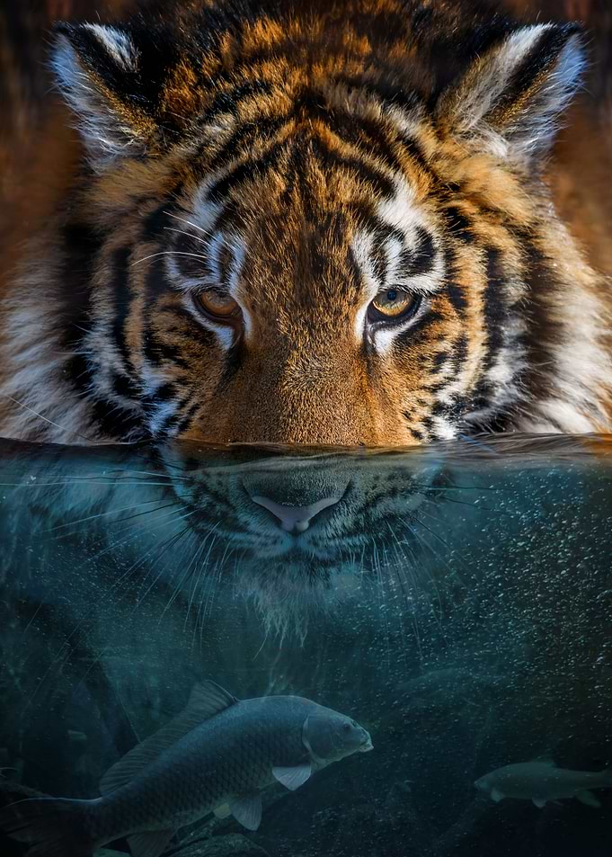 Tiger half in the water