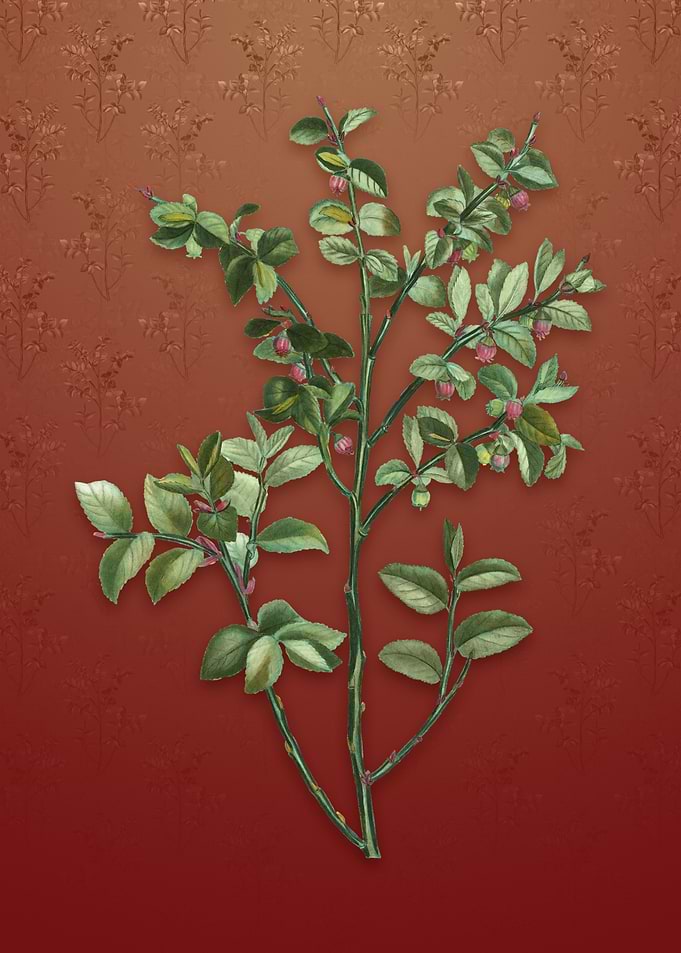 Bilberry on Falu Red