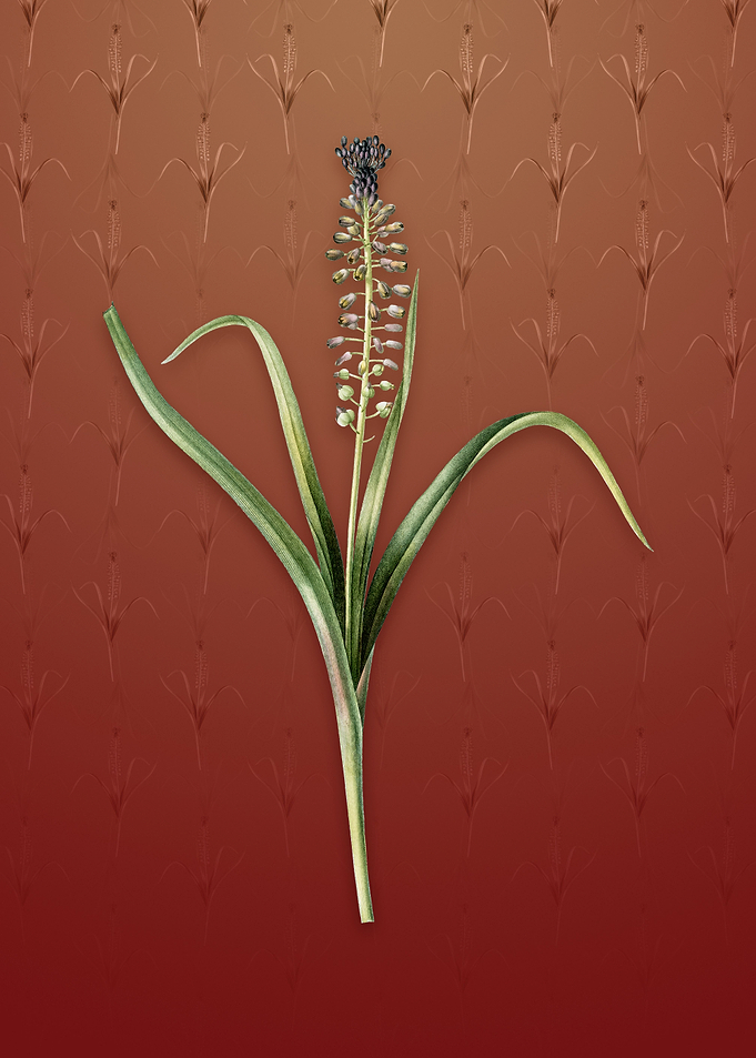 Vintage Grape Hyacinth