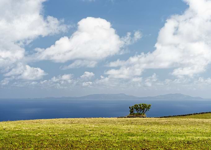 Bush and island view