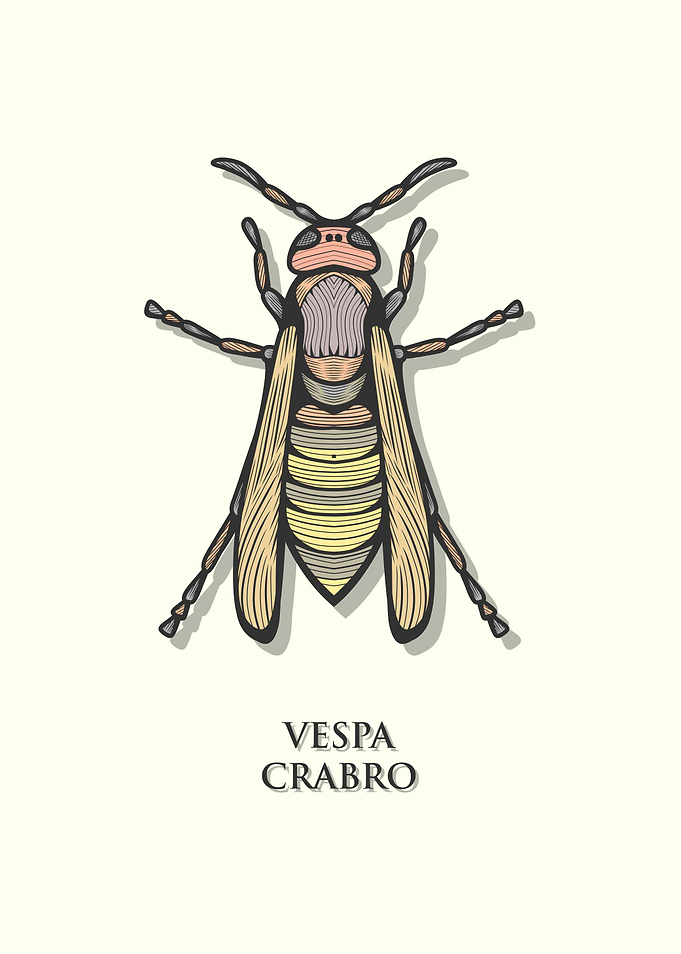 European Hornet