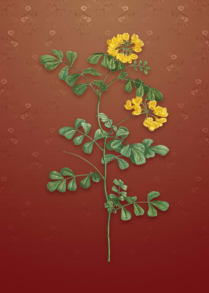 Scorpion Vetch Plant