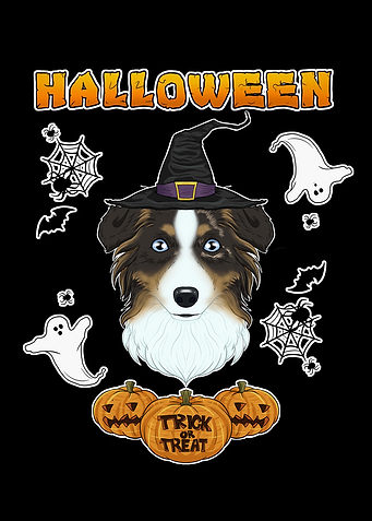 Australian Shepherd
