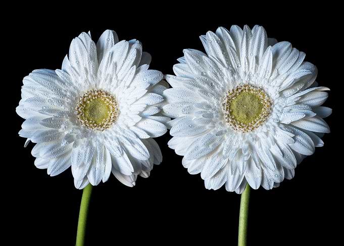 Wet Flowers