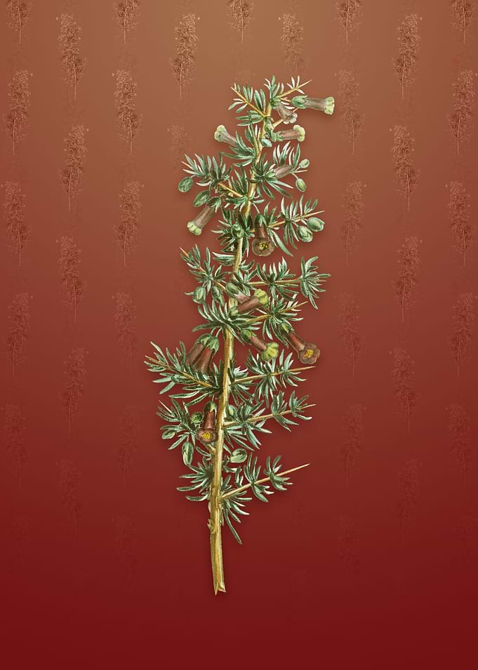 Vintage Kraal Honey Thorn