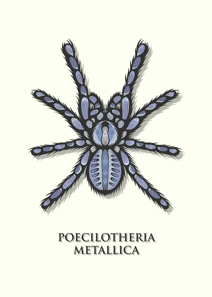 Gooty Sapphire Tarantula