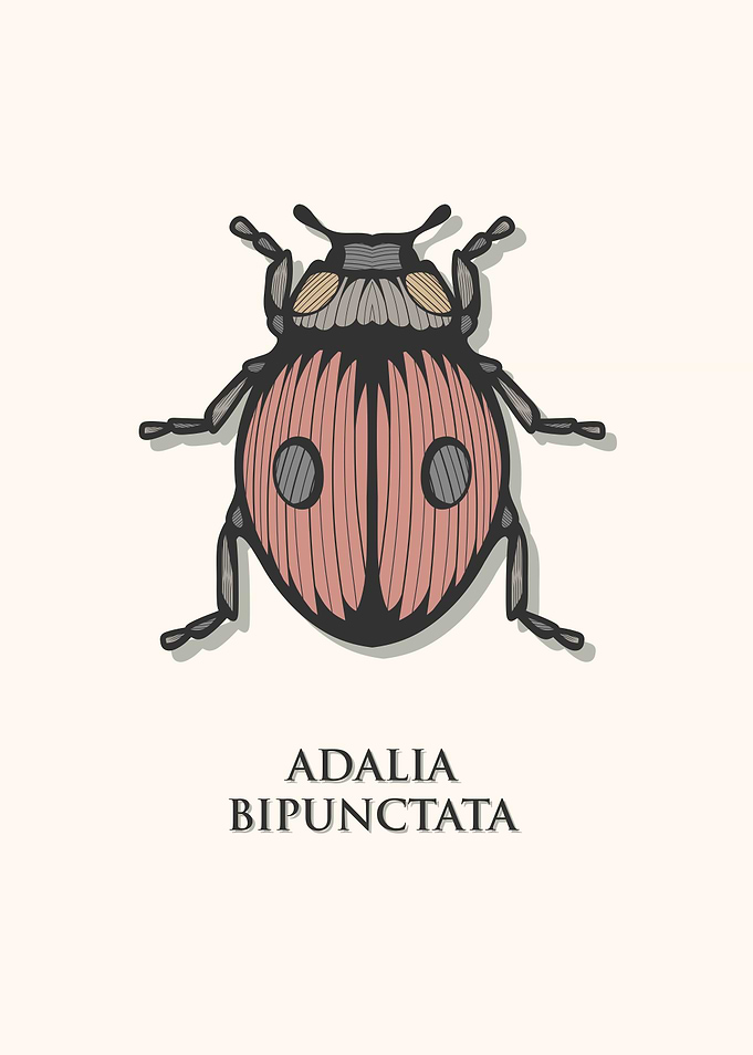 Two Spot Lady Beetle