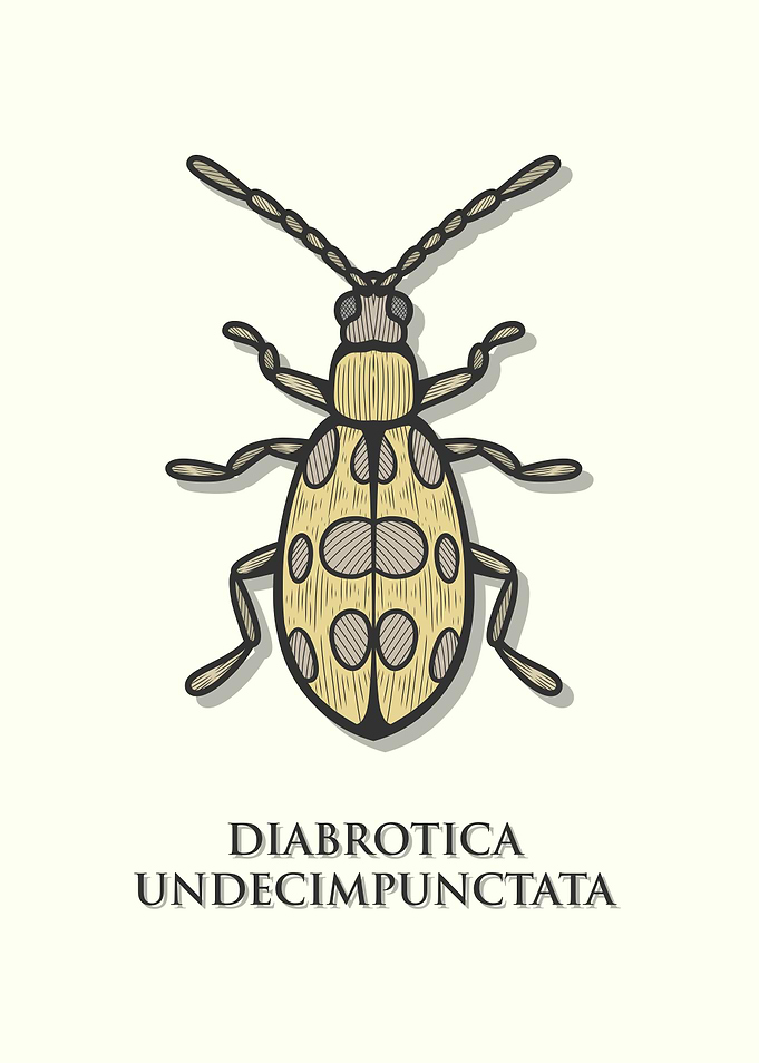Spotted Cucumber Beetle