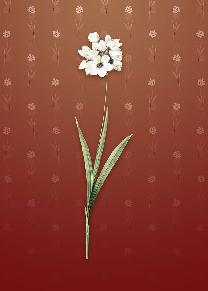 Vintage Ixia Maculata