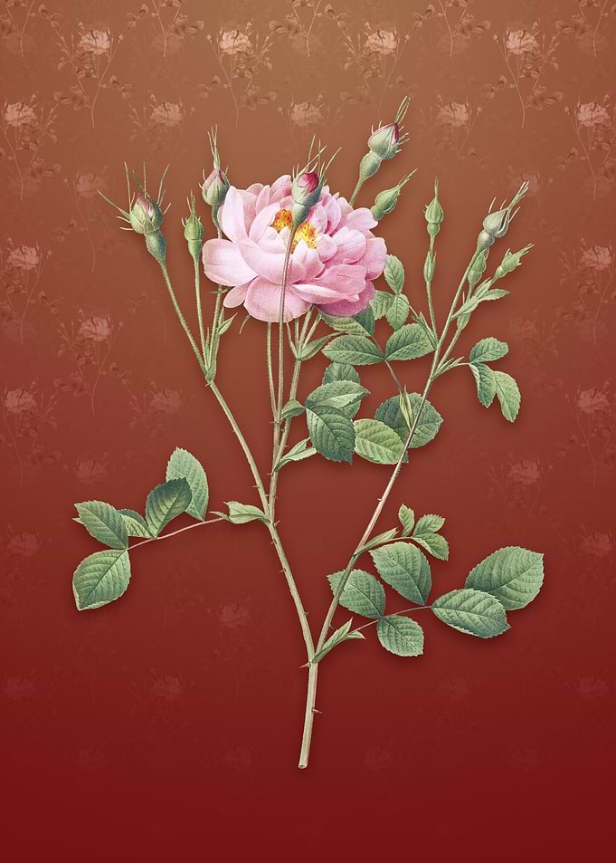 Anemone Sweetbriar Rose