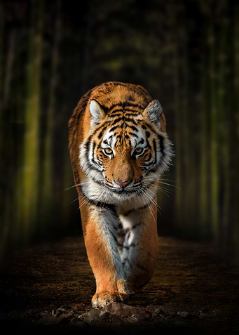 Tiger on dark forest