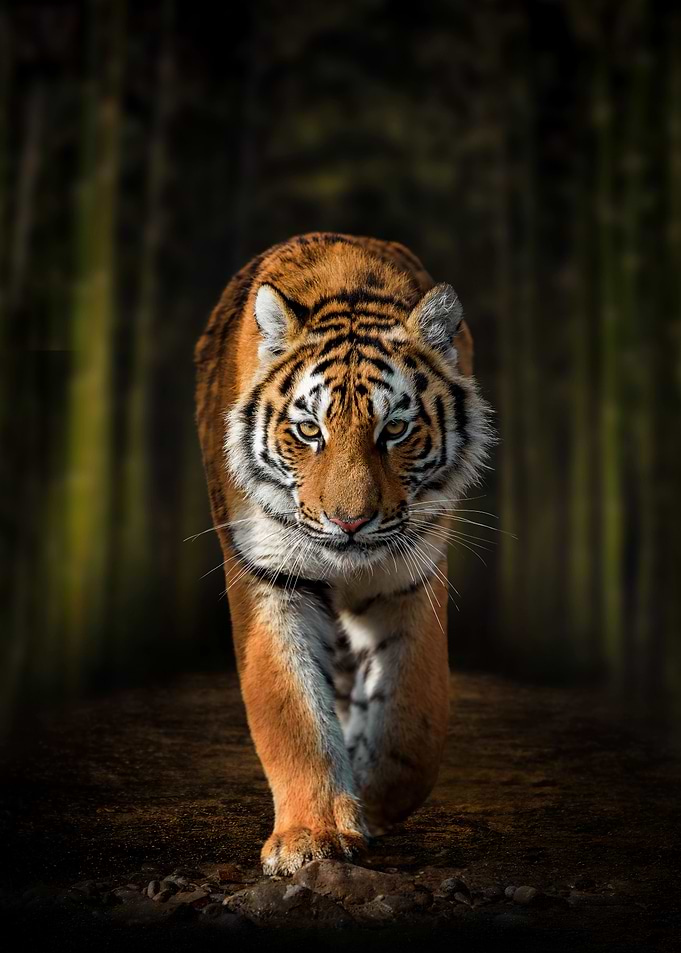 Tiger on dark forest