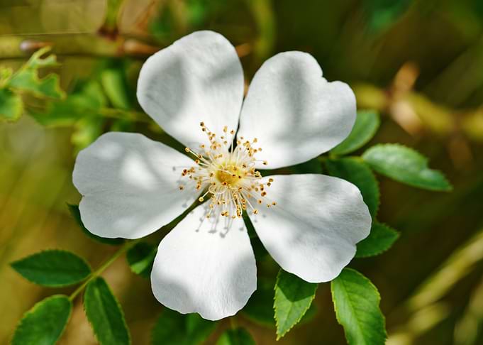 Dog rose