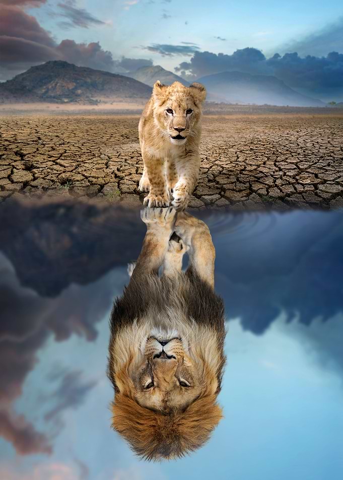 Lion reflection in water