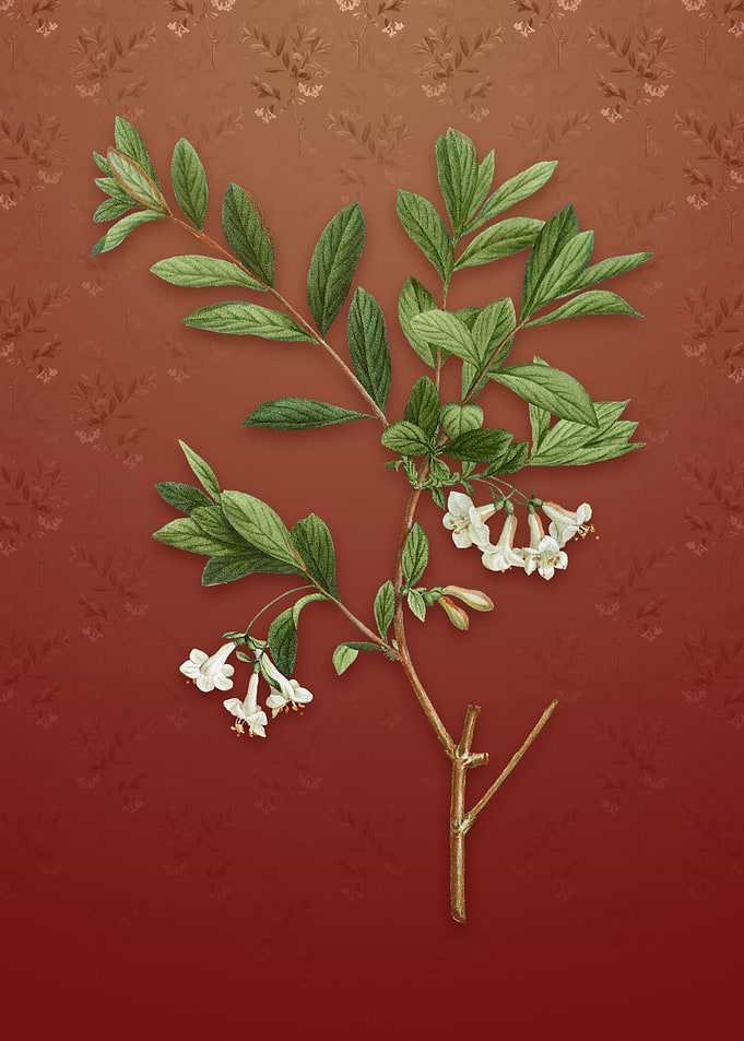 White Honeysuckle Plant