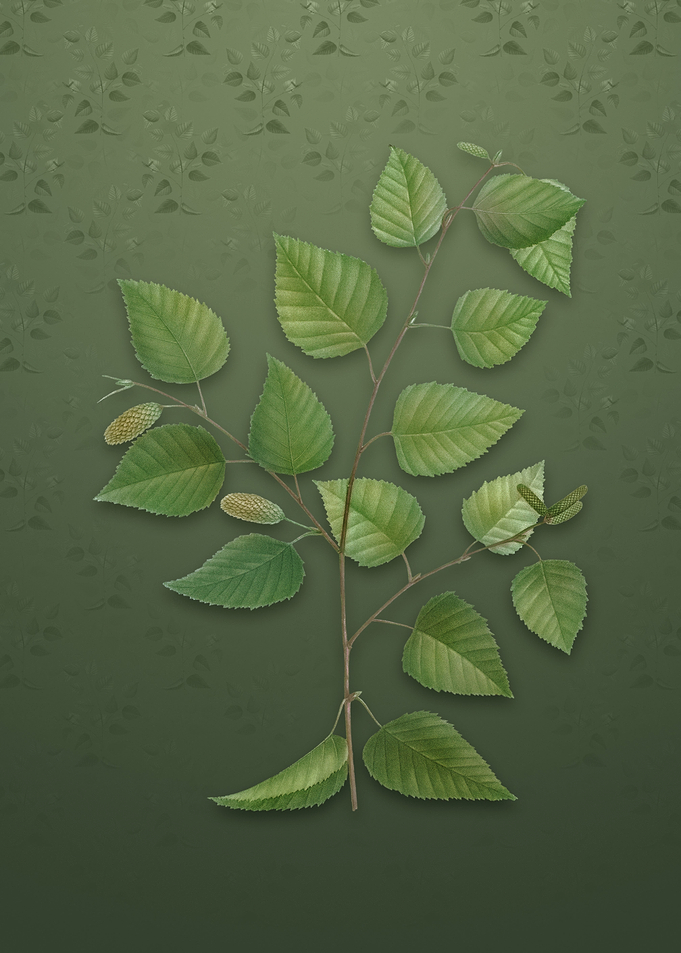 Vintage Paper Birch