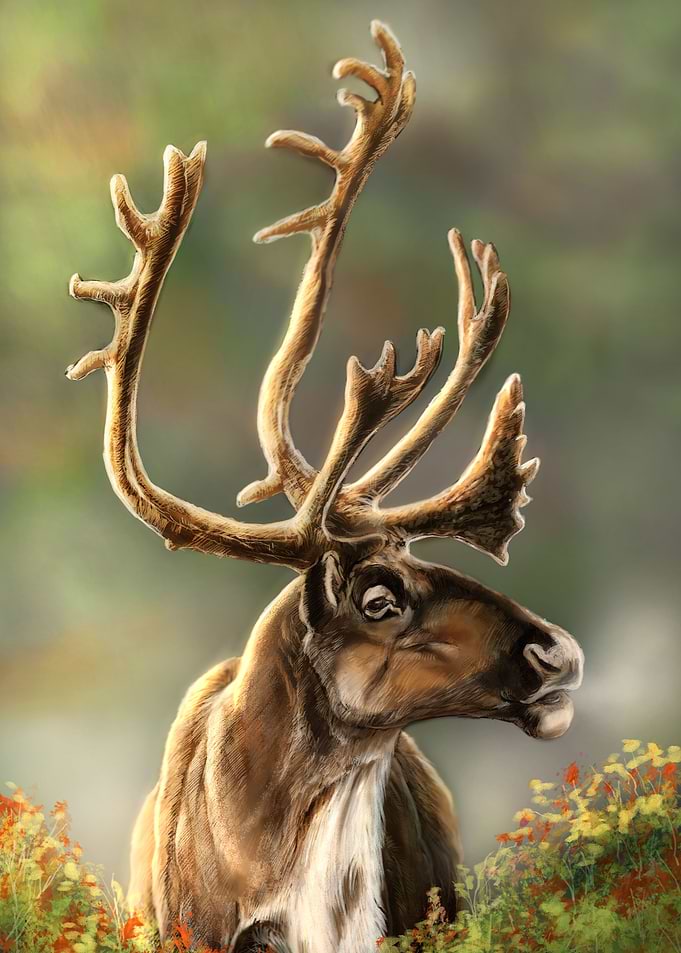 Reindeer Portrait