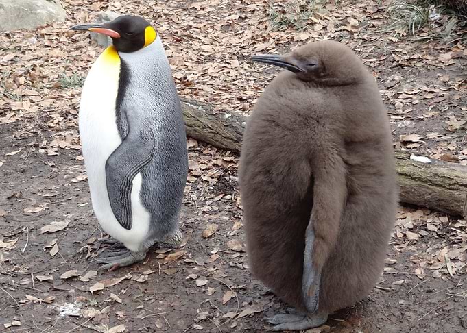 Fat Brown Penguin