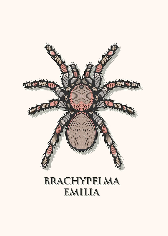 Red Legged Tarantula