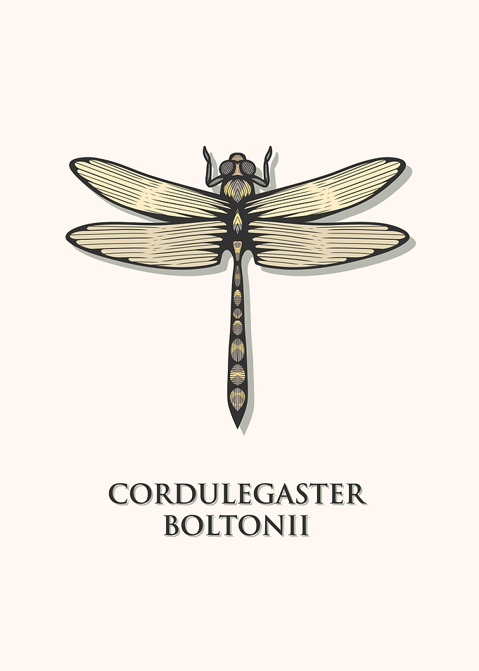 Golden Ringed Dragonfly